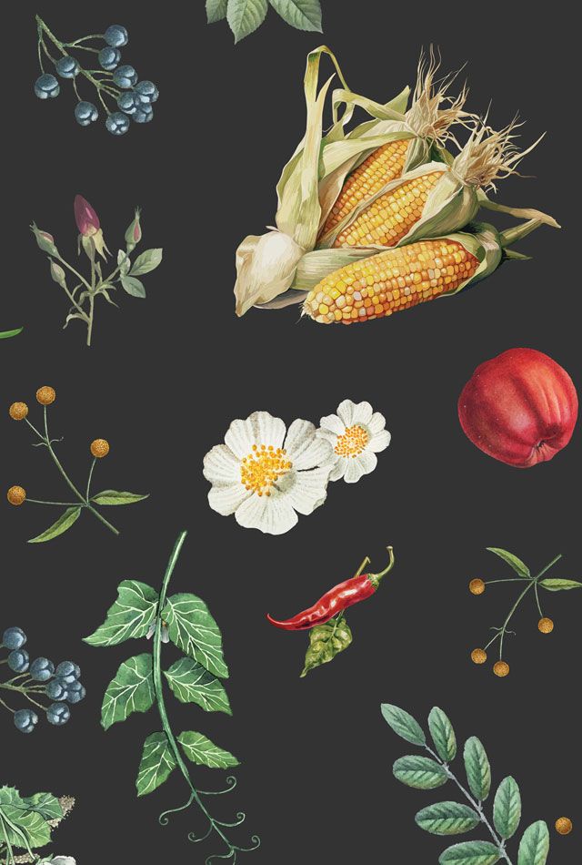 Cornucopia: gardens and gardening in South Australia