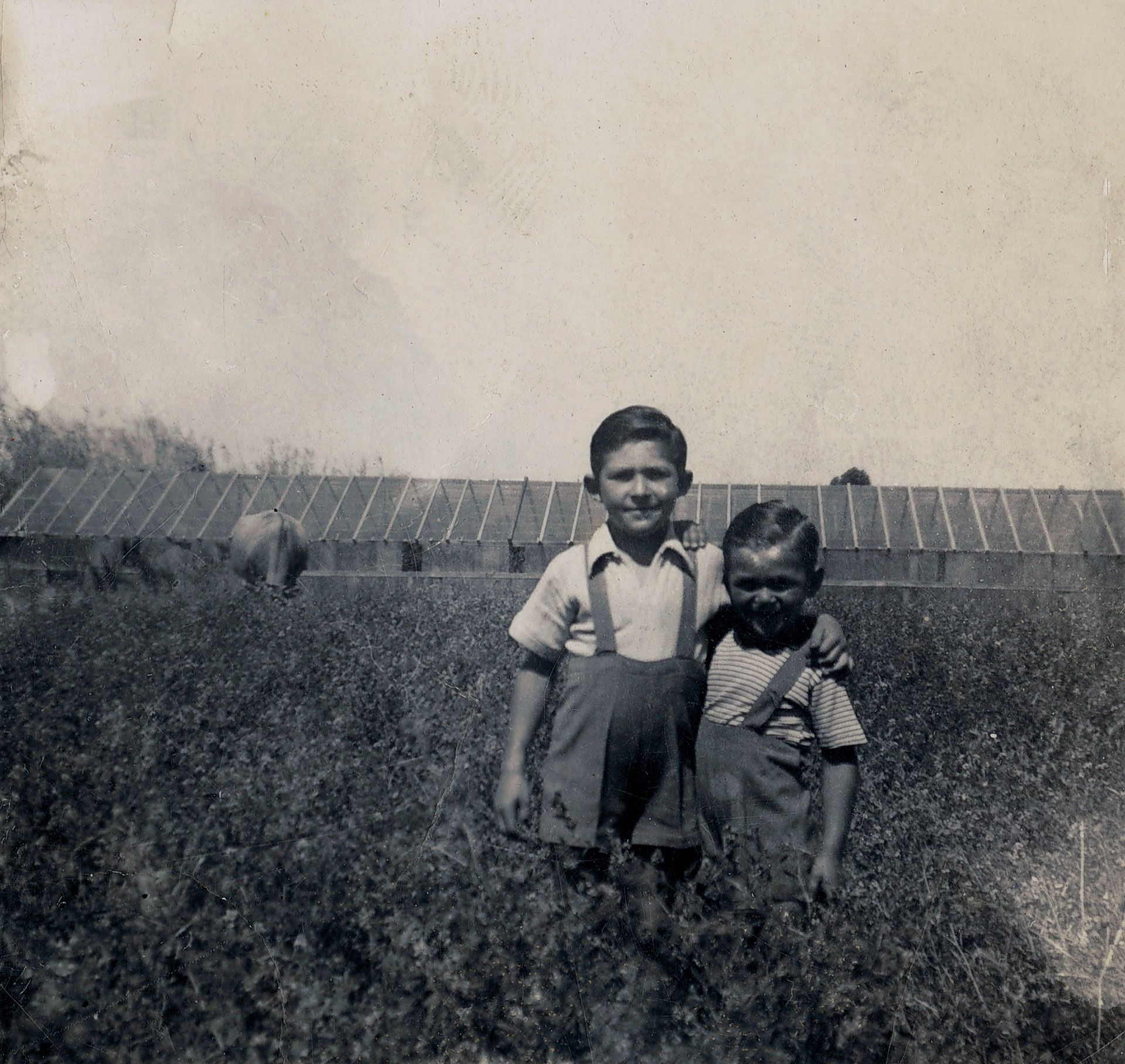 Johnny Marchioro and his younger brother Romano, and the family cow in front of glass houses at Frogmore Road, Kidman Park, 1945. SLSA: B 70982/3
