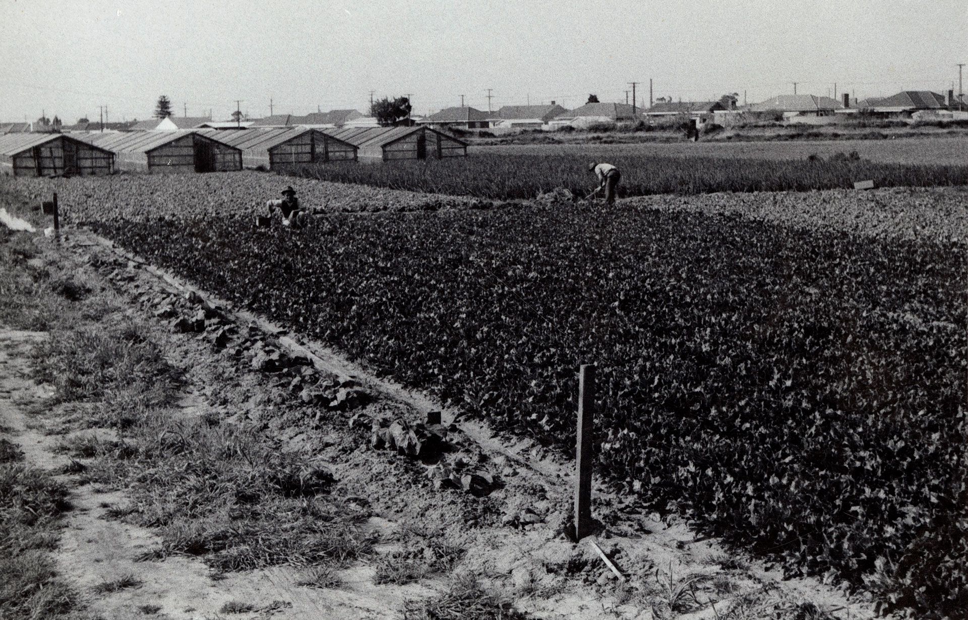 Johnny and his father Vittorio, working at White Avenue, Lockleys, looking north towards the River Torrens, 1962. SLSA: B 70982/16