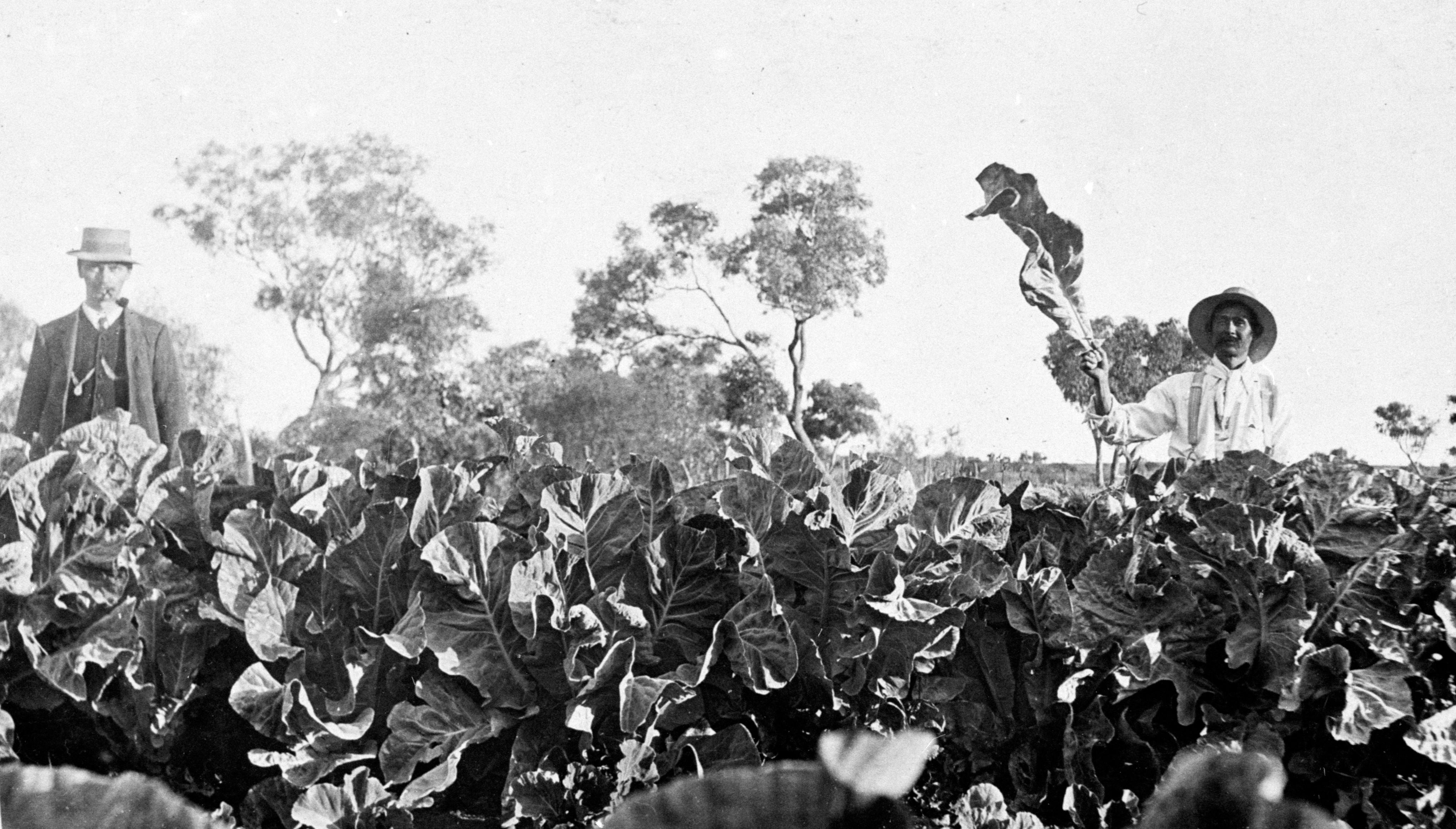 Ned Chong, on the right of the photograph, in his market garden at Hookey’s Waterhole. The other man is possibly his friend Cherry Ah Chee, 1910. SLSA: B 50087