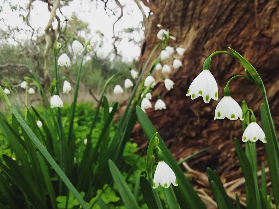 Snowdrops in a garden, Tanja Hasan-Warner photographer, 2020. SLSA: B 78535/169