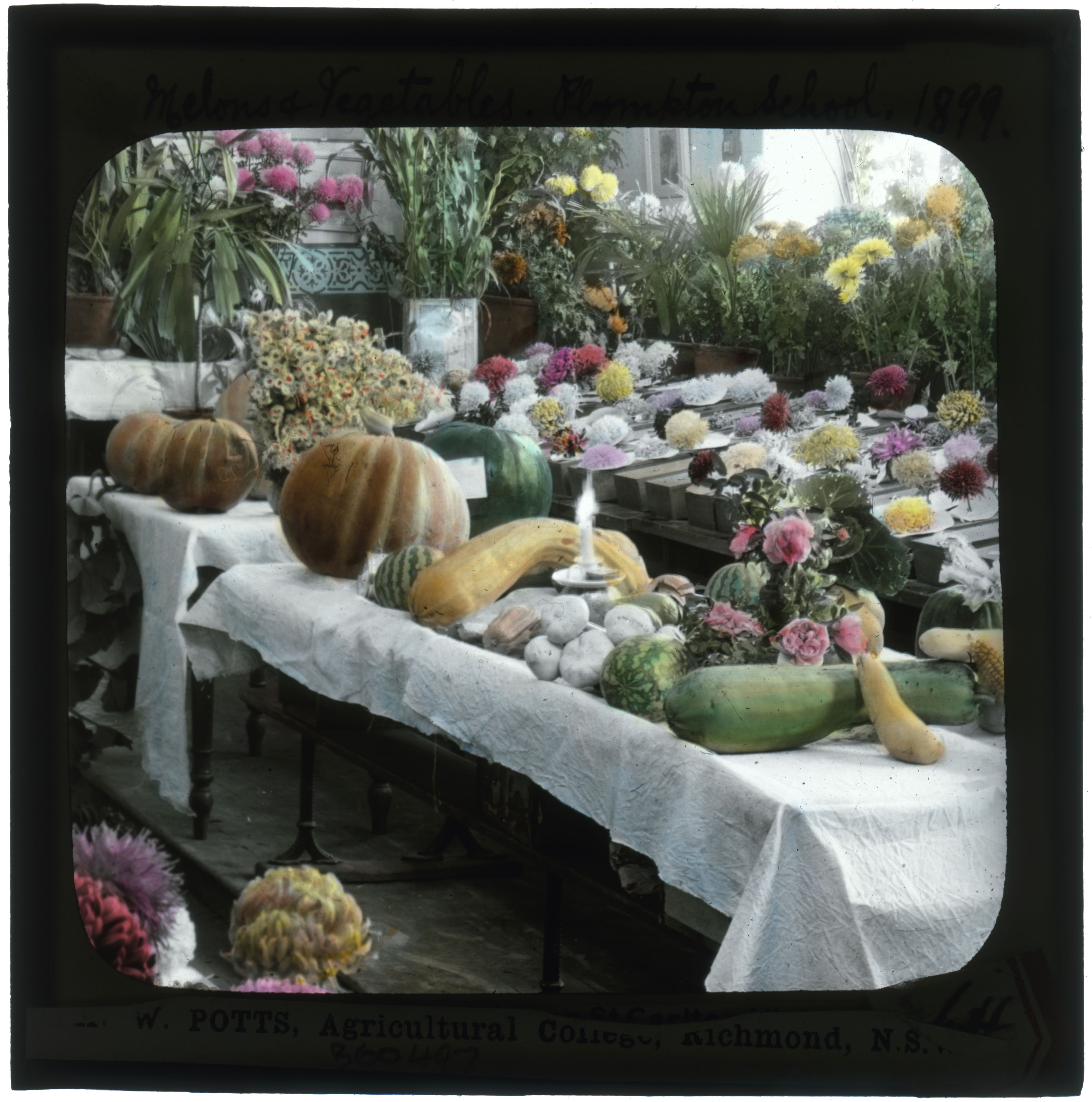 Produce grown by the pupils of Plympton State School, c1900. SLSA: B 60497