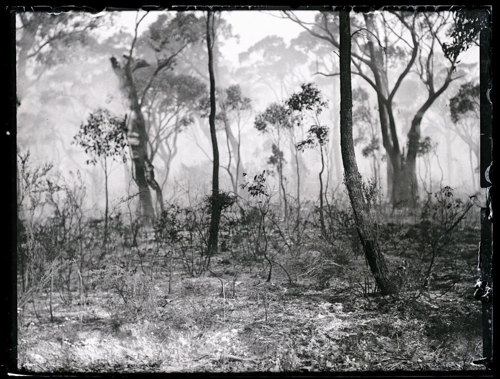 Mount Lofty after a bushfire, image taken by William Brooker, 1912. SLSA: PRG 1316/7/14