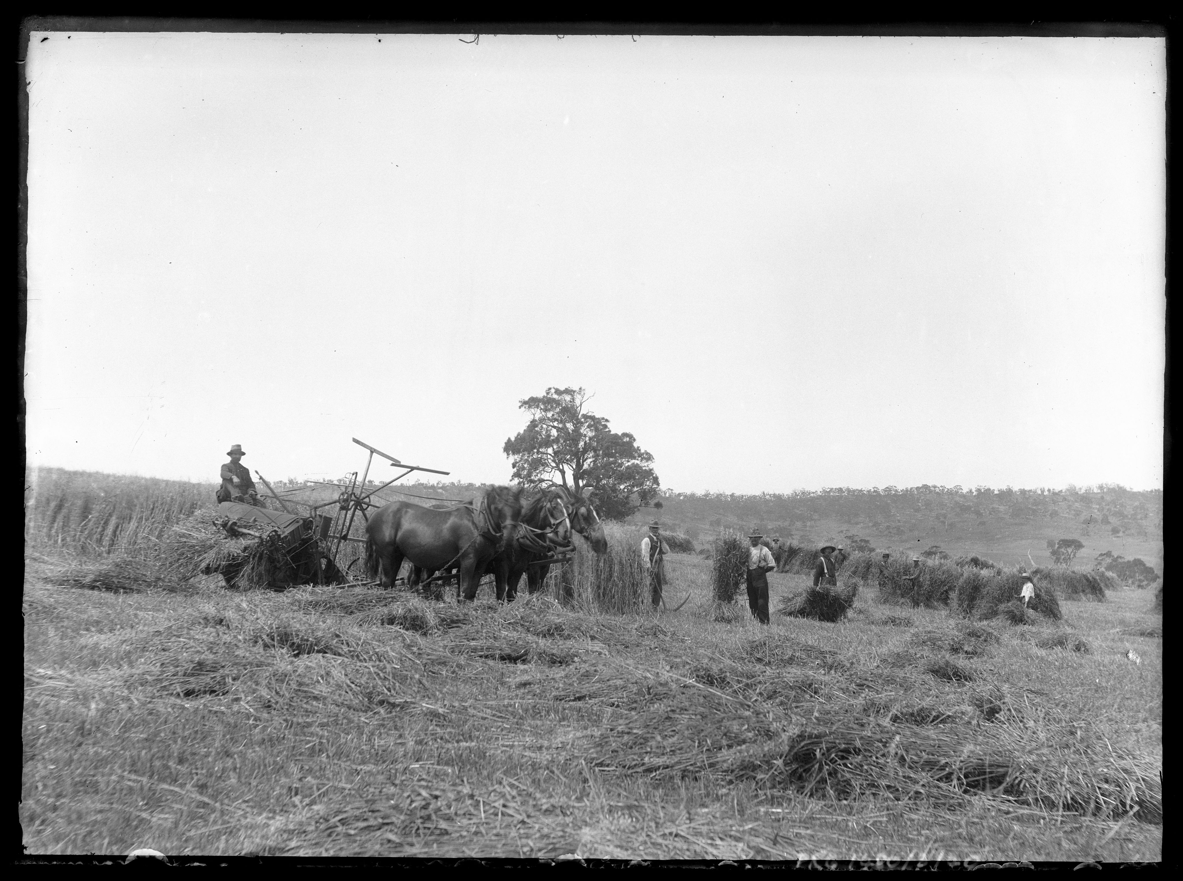 Eyre Peninsula, clearing and harvesting, c1892. Arthur Trengove, photographer. SLSA: PRG 1480/3/40