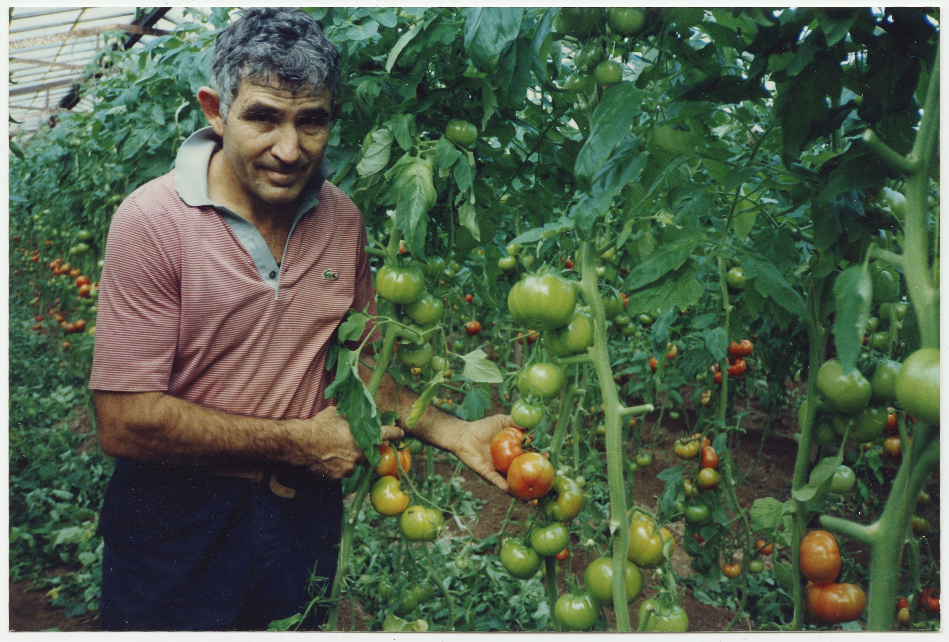 Johnny Marchioro in the tomato glasshouse at Bolivar, July 1991. SLSA: B 70982/10