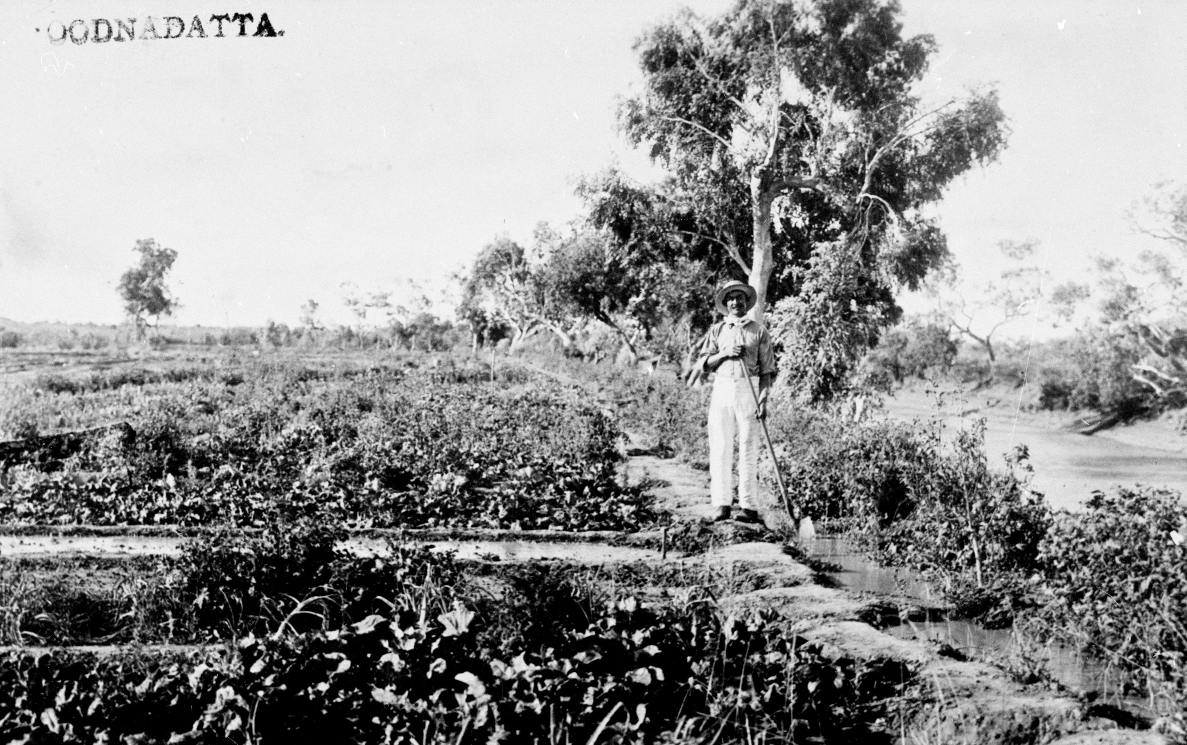 Ned Chong, on the right of the photograph, in his market garden at Hookey’s Waterhole. The other man is possibly his friend Cherry Ah Chee, 1910. SLSA: B 50087