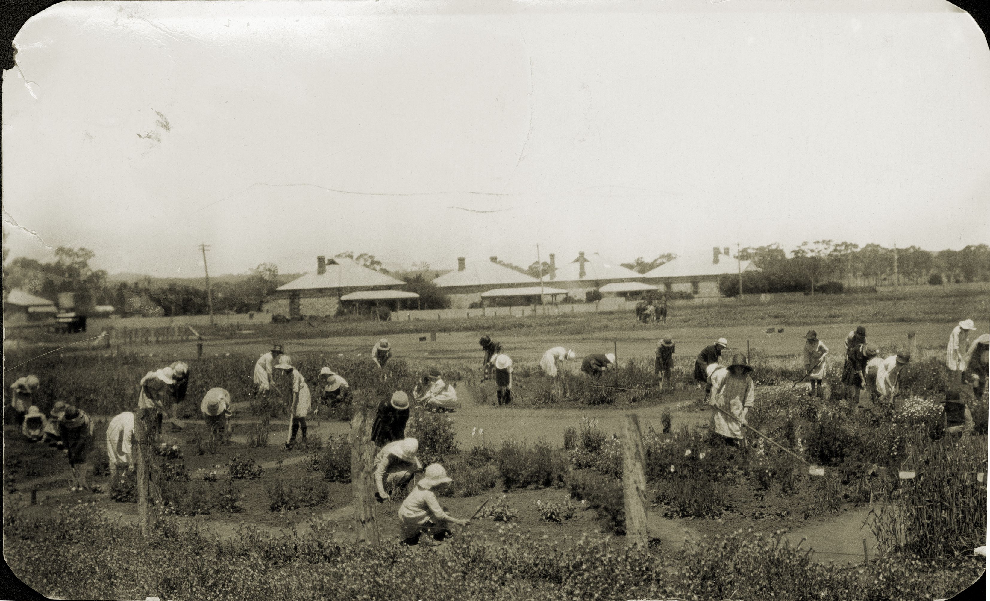 Cornucopia: Gardens and gardening in South Australia