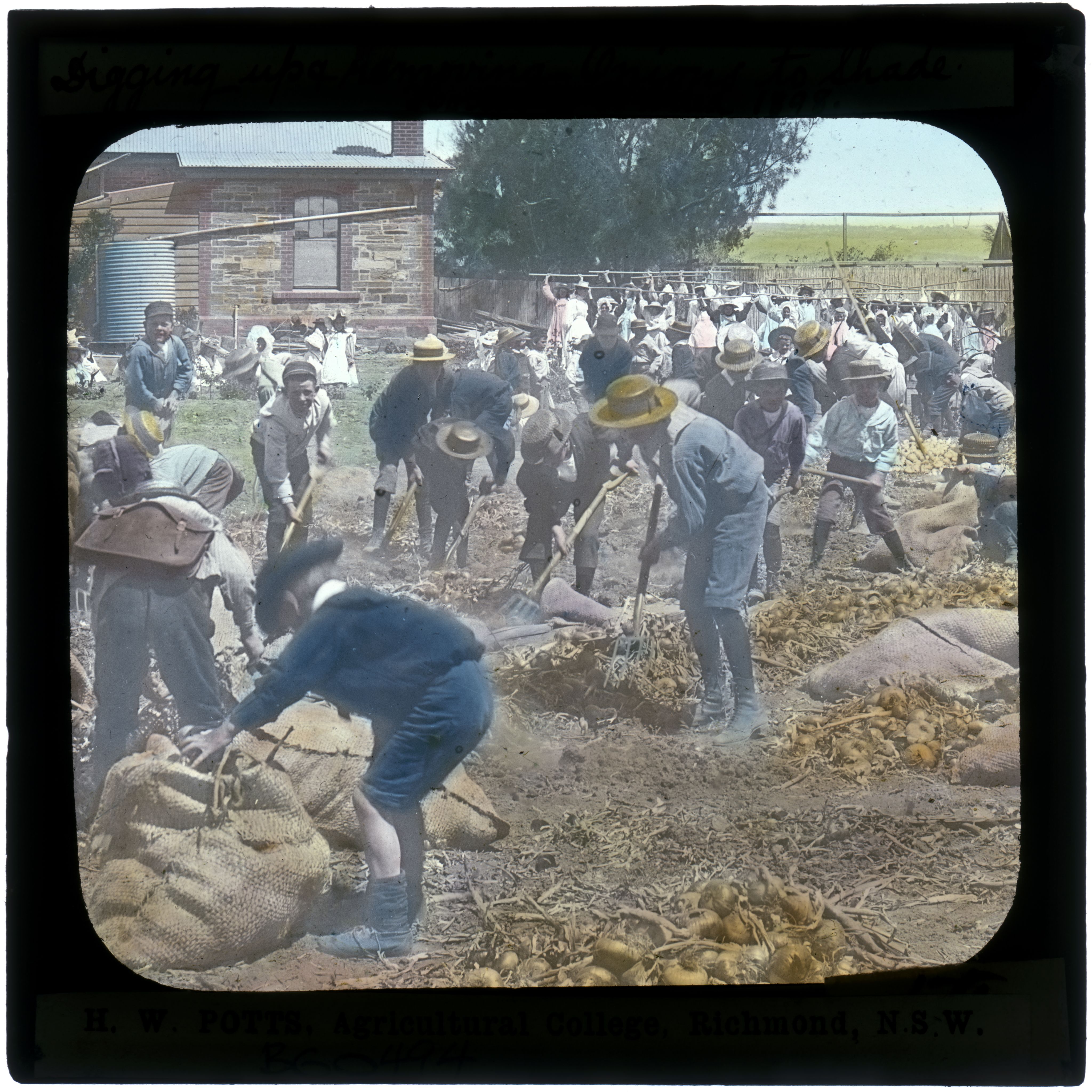 Boys of Plympton State School gathering onion harvest, c1900. SLSA: B 60494