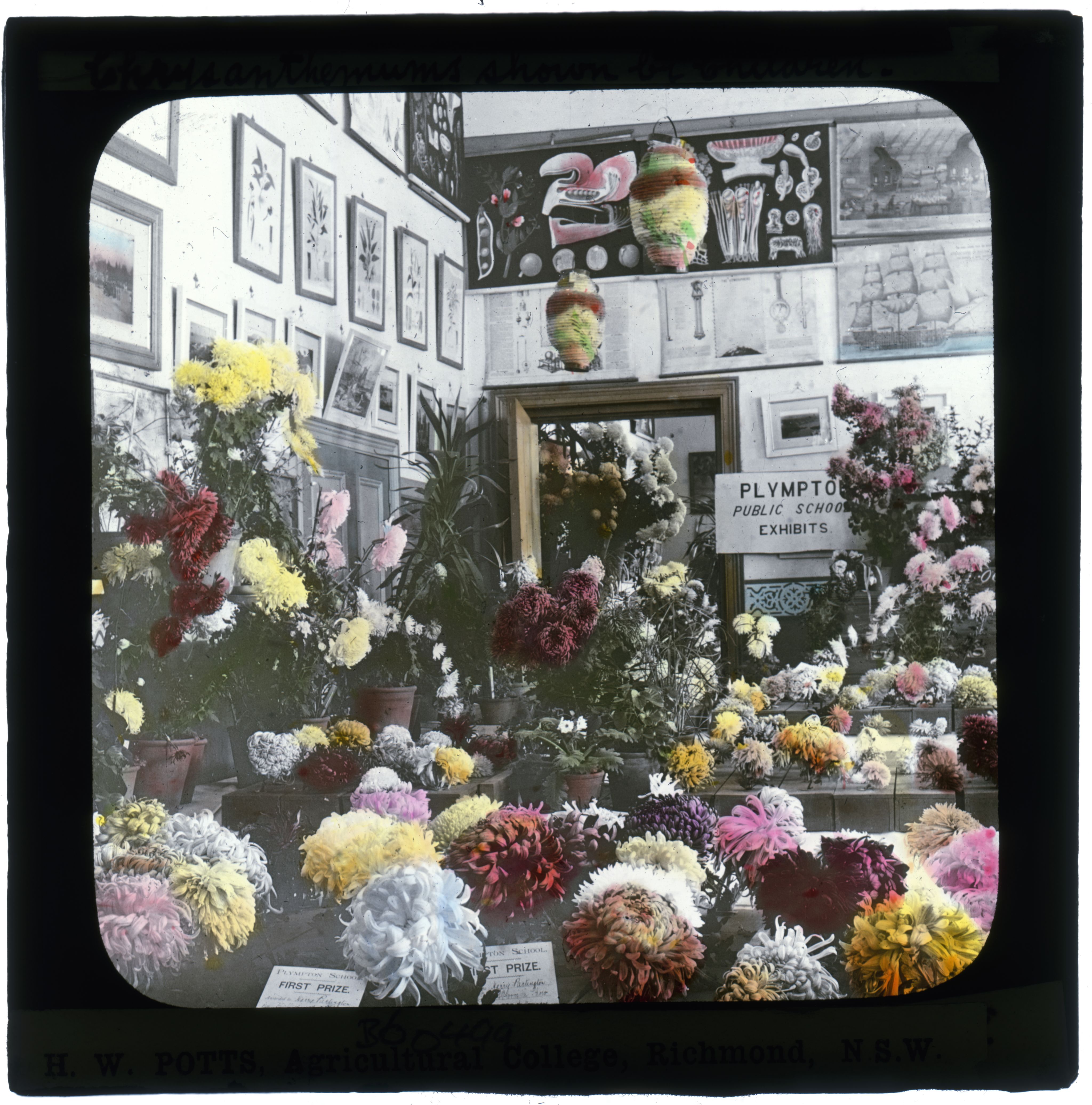 Chrysanthemums grown by pupils of Plympton State School, c1900. SLSA: B 60499