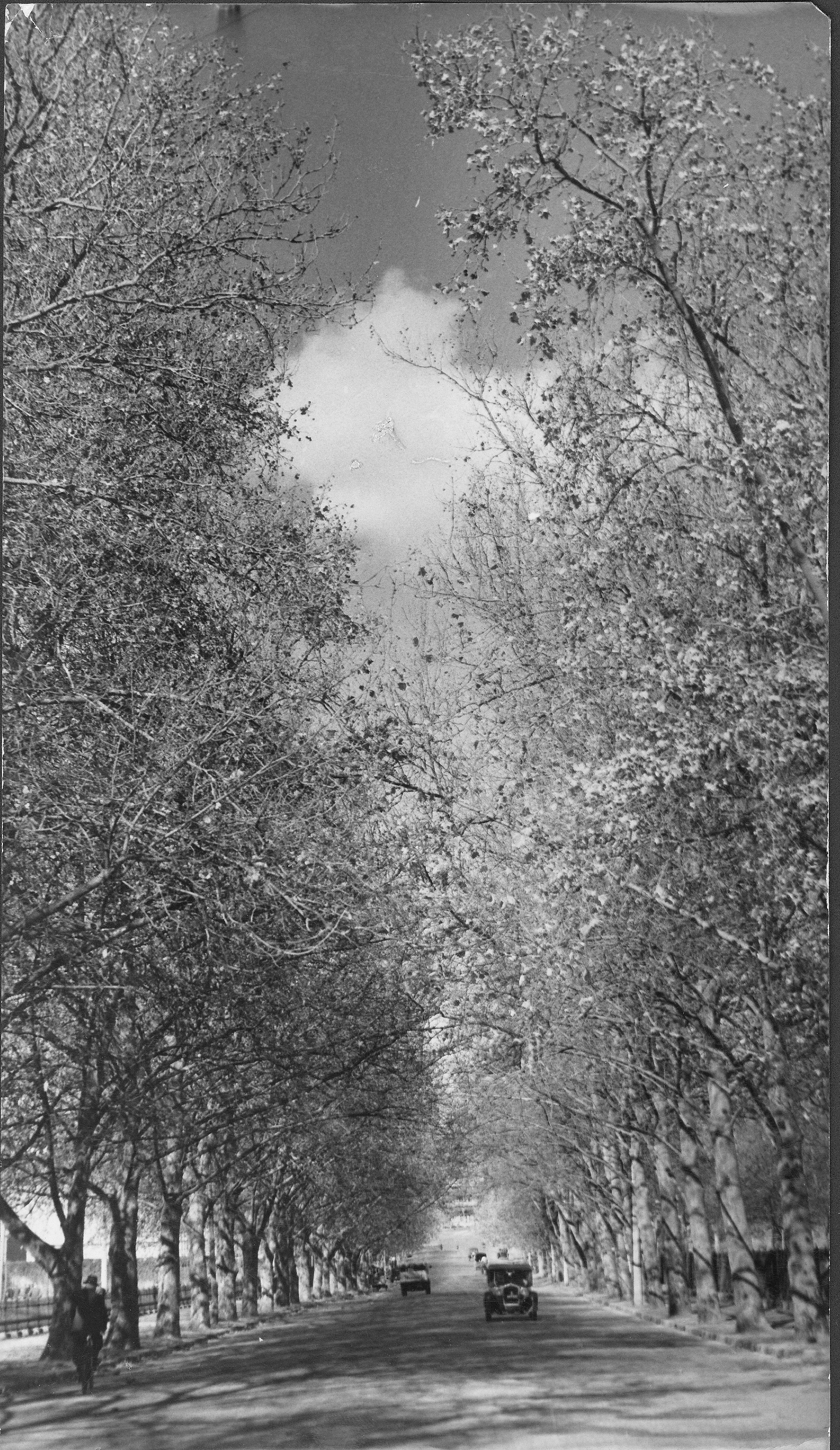 Avenue of London Plane trees along Frome Road, planted on Arbor Day 1902.  Henry Krischock, photographer, 1937. SLSA: B 9885