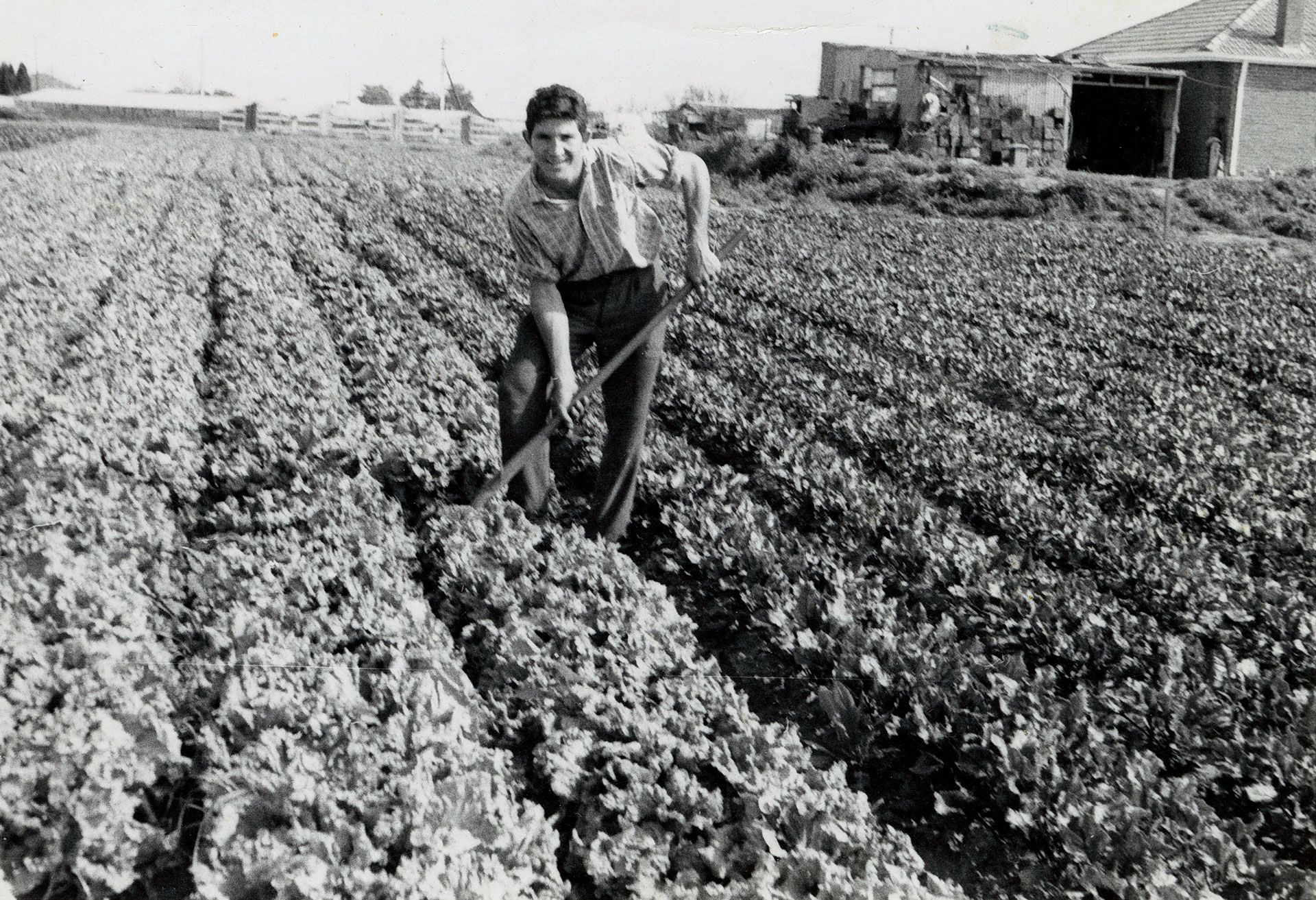 Johnny Marchioro working lettuces at White Avenue, Lockleys. SLSA: B 70982/17