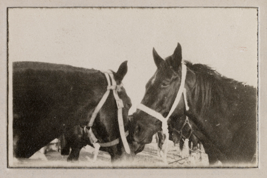 Ross named his horses Tango and Two-Step after dances, c1916. SLSA: PRG 18/4/21/89