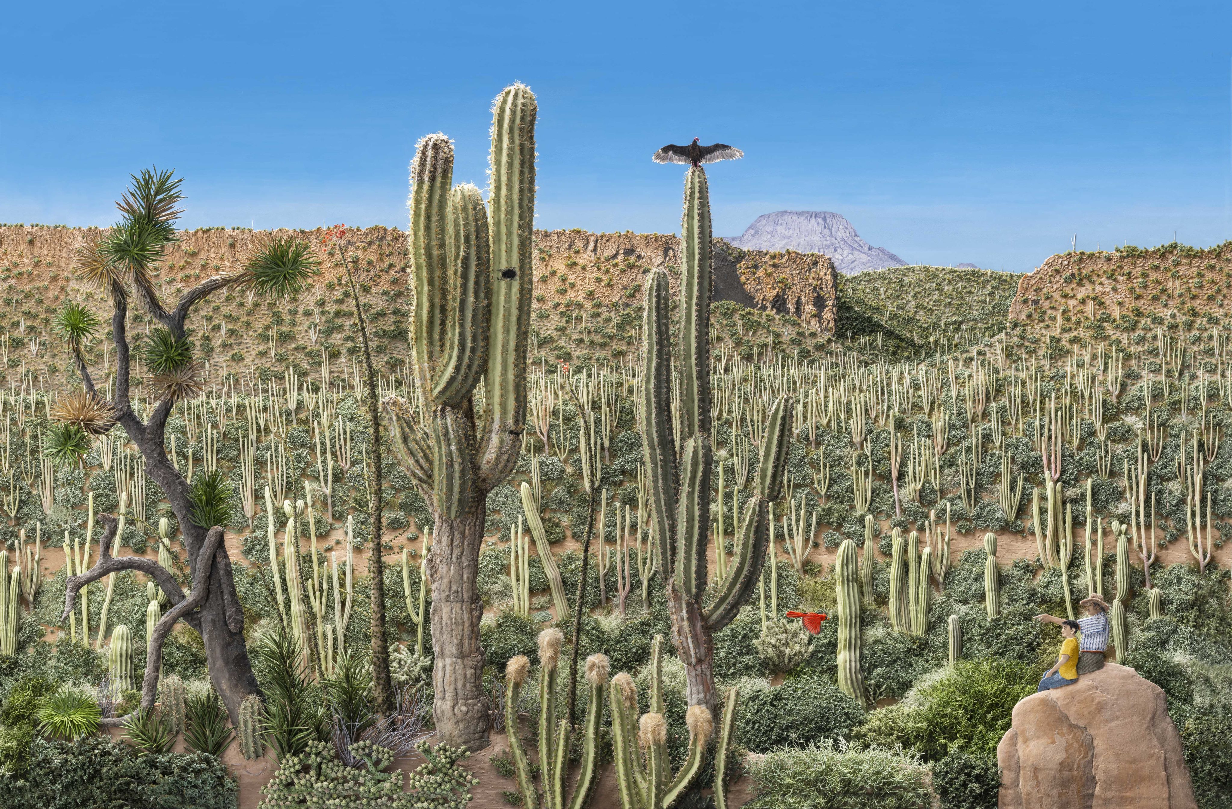 Desert Jungle - Jeannie Baker