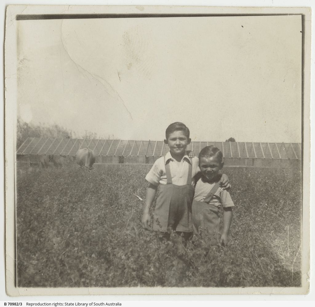 Johnny Marchioro and his younger brother Romano, and the family cow in front of glass houses at Frogmore Road, Kidman Park, 1945